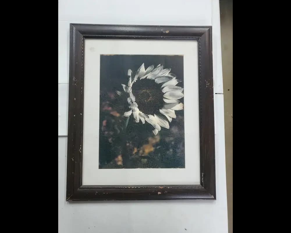 Vintage cracked sunflower framed print